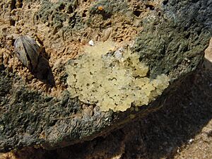 Round goby eggs