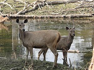 Sambar deers