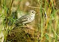 Sand Lark Juvenile