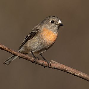 Scarlet Robin female - Blackheath.jpg