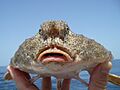 Slantbrow batfish 2010.jpg