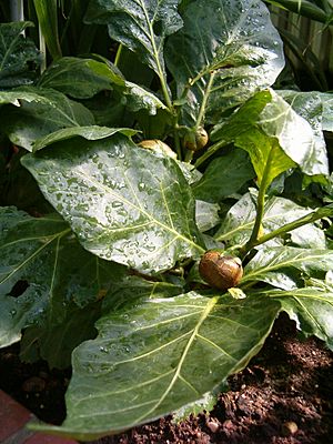 Solanum macrocarpon HabitusFruits BotGardBln0906a.JPG