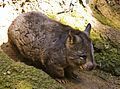 Southern Hairy-nosed Wombat.jpg