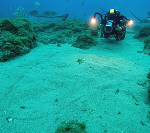 Spiny butterfly ray buried