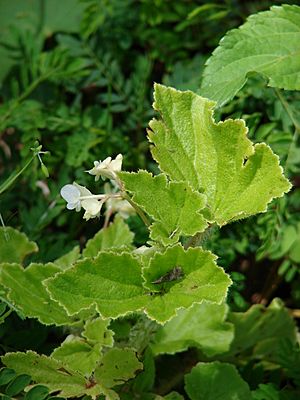 Starr 070321-5953 Begonia hirtella.jpg