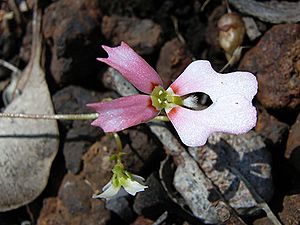 Stylidium calcaratum gdaywa1.jpg