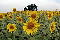 Sunflower ffeld Lopburi Thailand 1 by D Ramey Logan