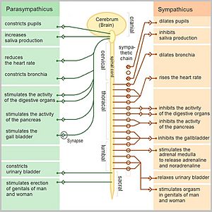 The Autonomic Nervous System