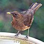 Turdus-grayi-001.jpg