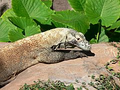 Varanus komodoensis3