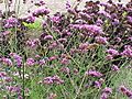 Verbena bonariensis2