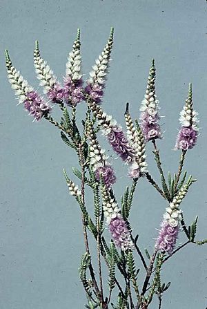 Verticordia spicata.jpg