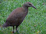 Photograph of a single brown hen on grass