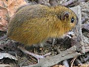 Woodland jumping mouse-closeup.jpg