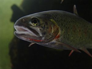 A cutthroat trout