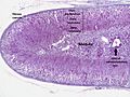 Adrenal cortex labelled