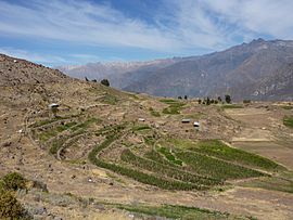 Agricultural terraces, Cabanaconde, Peru