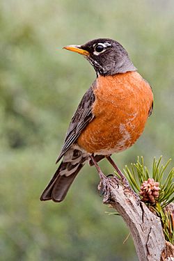 American Robin 2006