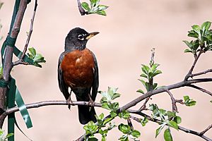 American Robin 20140512