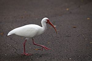 American White Ibis