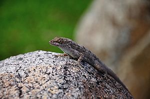 Anolis stratulus,puerto rico