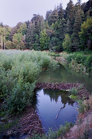 Beaver dams upper Los Gatos Creek 2009