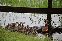 Black Bellied Whistling Ducklings