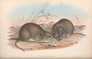 BroadFacedPotoroo.jpg