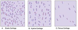 Cartilage types