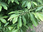 Castanea pumila leaves and flowers.jpg