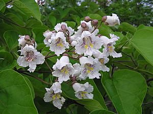 Catalpa bignonioides inflorescence.jpg