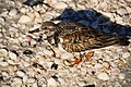 CayoCostaSP RuddyTurnstone01