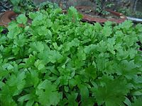 Cilantro plants