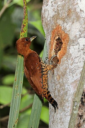 Cinnamon woodpecker (Celeus loricatus mentalis) female making hole in tree.jpg