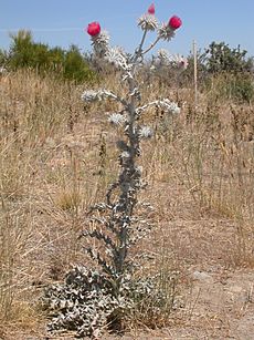 Cirsium occidentale candidissimum (5378322408)