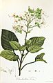 Clerodendrum viscosum