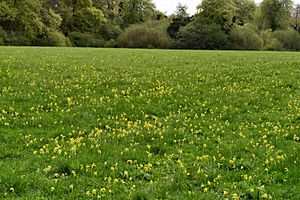 Cowslip Meadow, Sheepleas.jpg