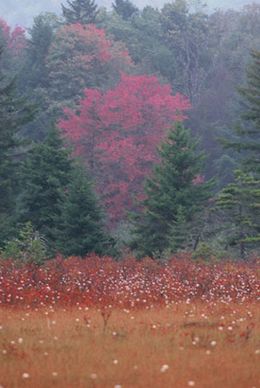 Cranberry-Glades WV