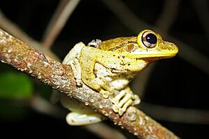 Cuban Tree Frog (Osteopilus septentrionalis)