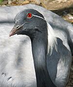 Demoiselle Crane Louisville Zoo