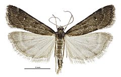 Eudonia oculata male.jpg