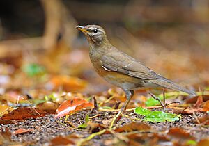 Eyebrowed Thrush.jpg