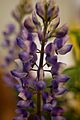 Fabaceae Arroyo lupine succulent lupine lupinus succulentus