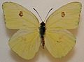 Female Cloudless Sulphur Megan McCarty11