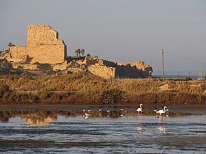 Flamingo and Atlit fortress