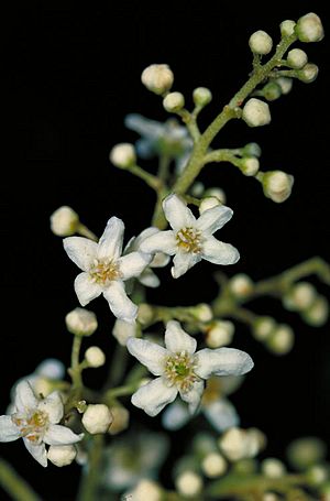 Flindersia collina flowers