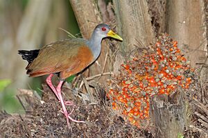 Gray-necked-wood-rail