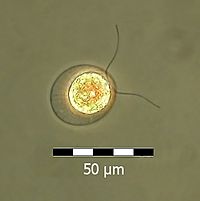 Haematococcus pluvialis flagellate