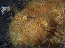 Hairy frogfish (Antennarius striatus) (16059517767)