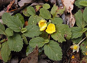 Hibbertia grossulariifolia marg rvr email